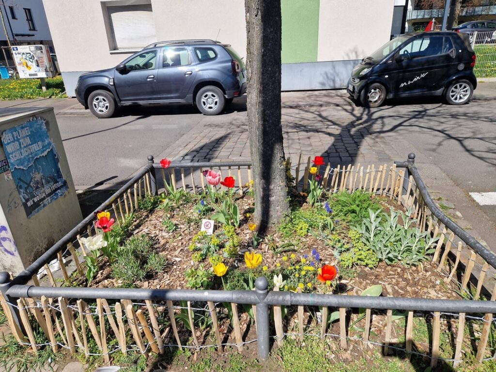 Was mit rausgerissenen Tulpenzwiebeln tun? Was mit rausgerissenen Tulpenzwiebeln tun?
