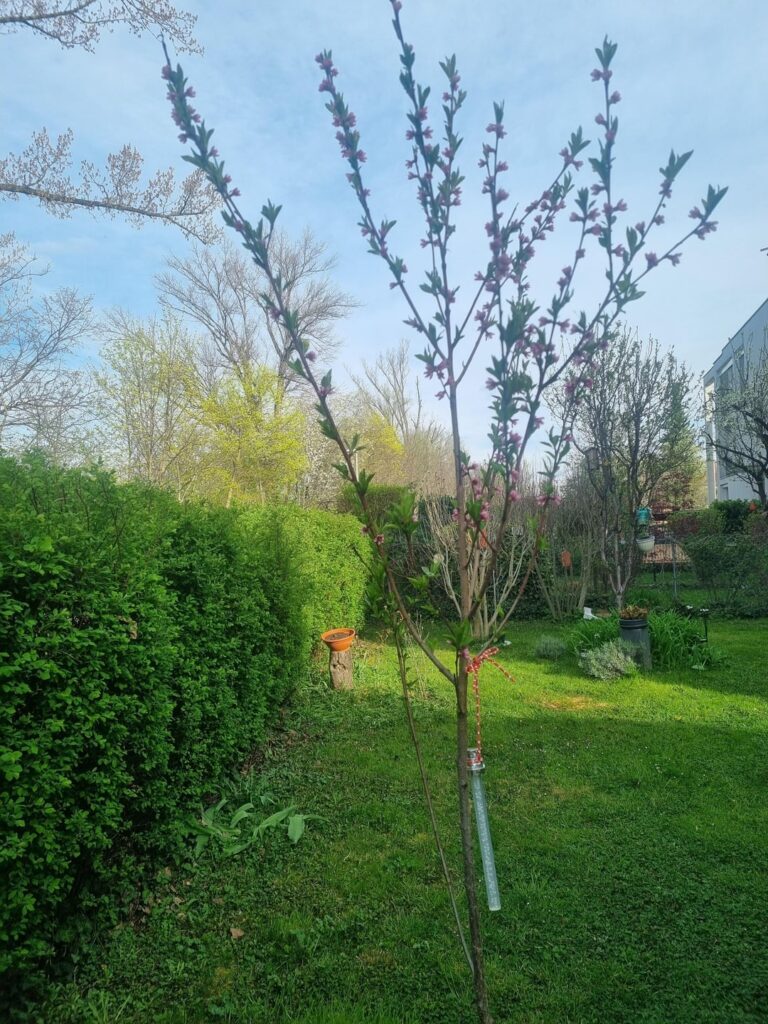 Wie beschneide ich den Pfirsichbaum am Besten, damit er klein bleibt?