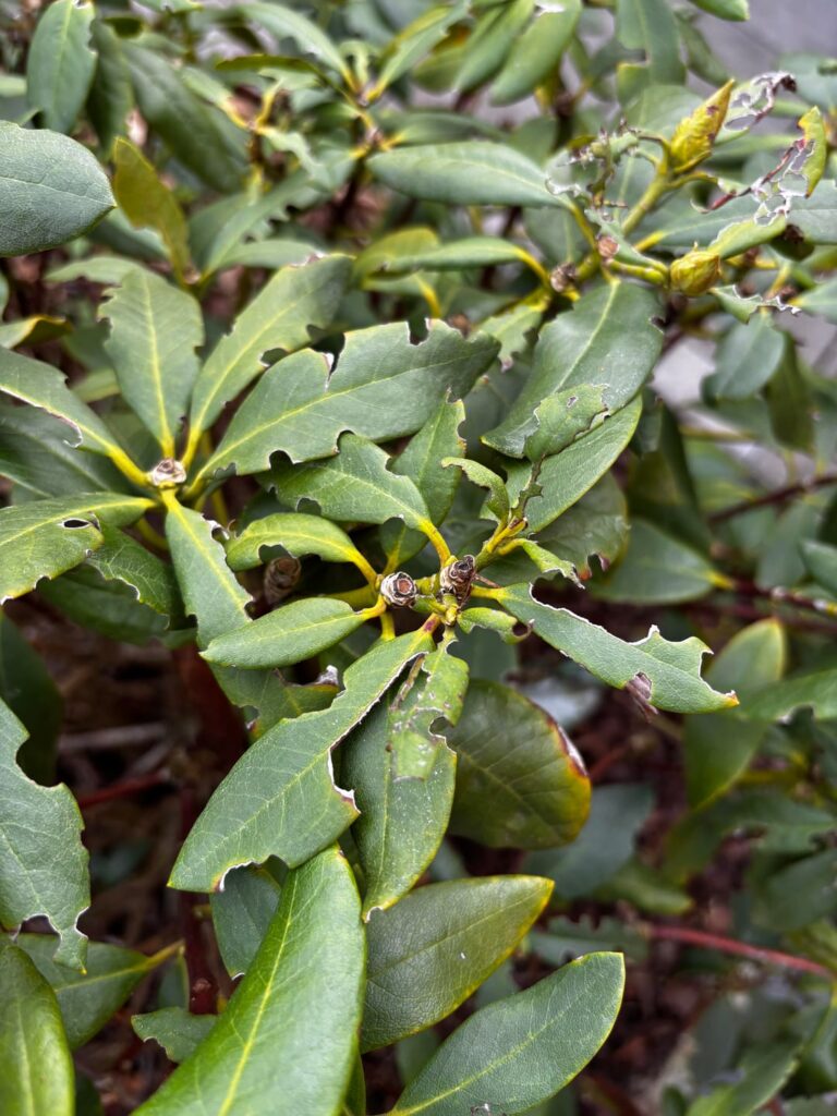 Rhododendron: Was tun?