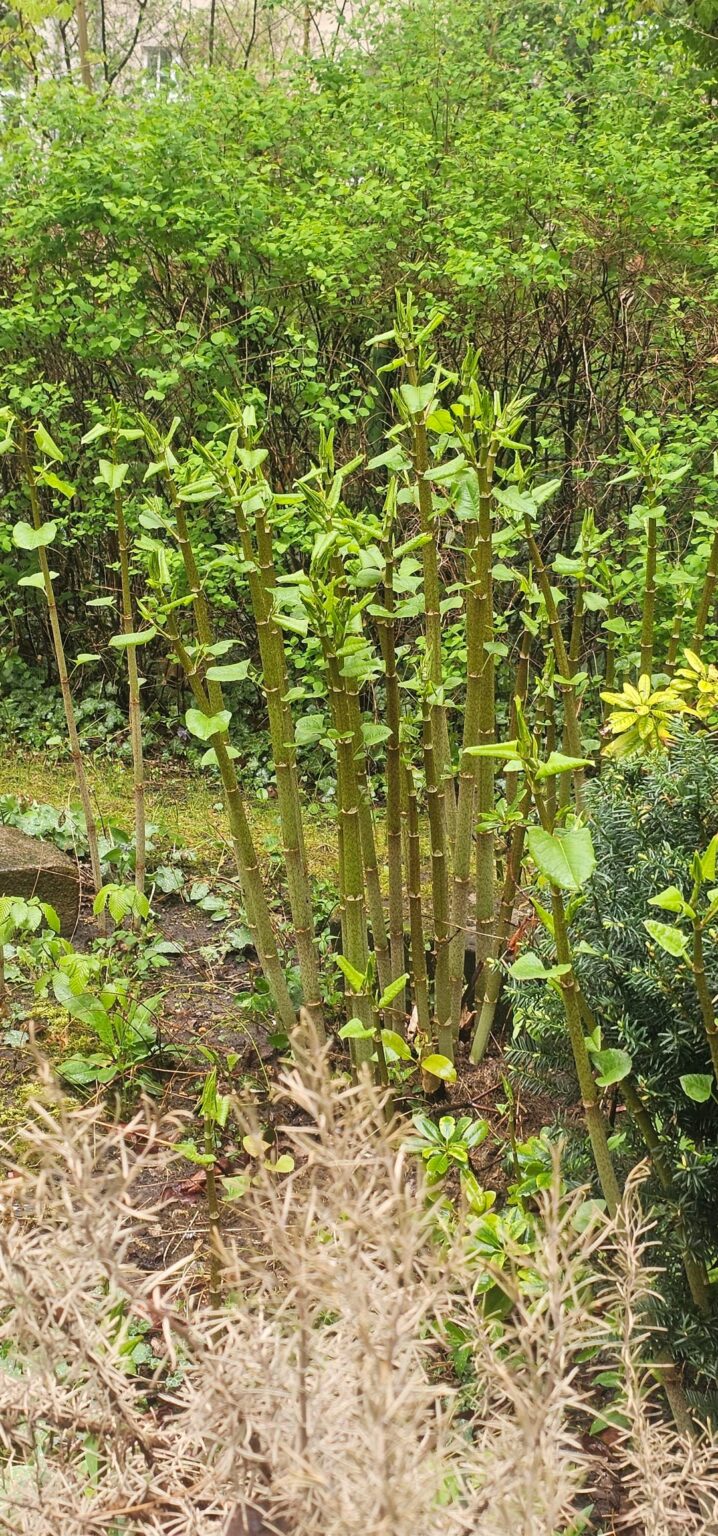 Was wächst bei uns im Garten? Ist es ein Problem Was wächst bei uns im Garten? Ist es ein Problem