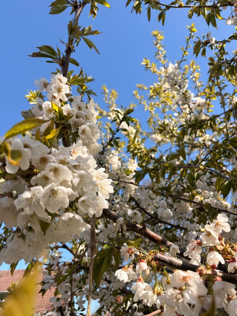 Kleiner Check Mitte April☺️
