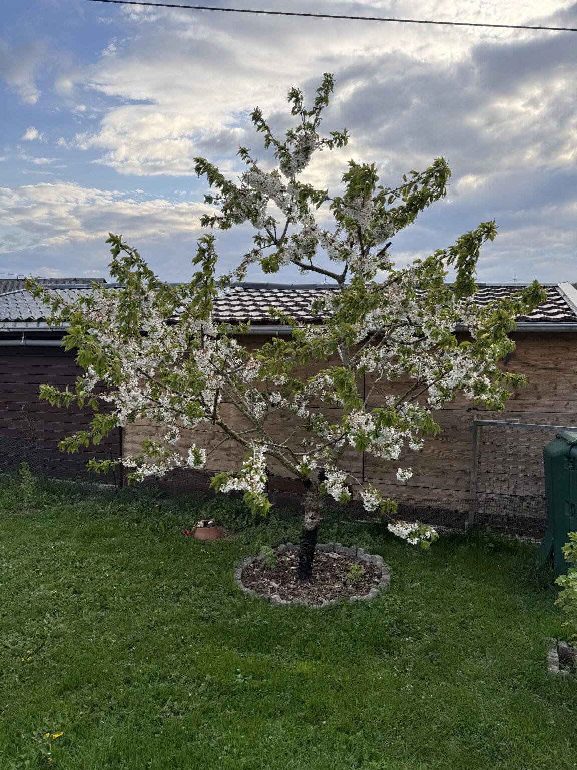 Kirschbaum in voller Pracht