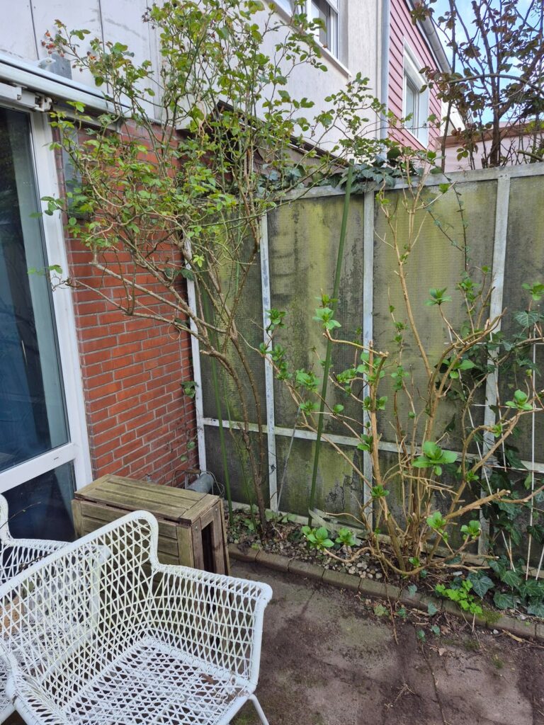 Überwucherter/vernachlässigter Garten und null Ahnung von Gartenpflege. Hilfe! Überwucherter/vernachlässigter Garten und null Ahnung von Gartenpflege. Hilfe!