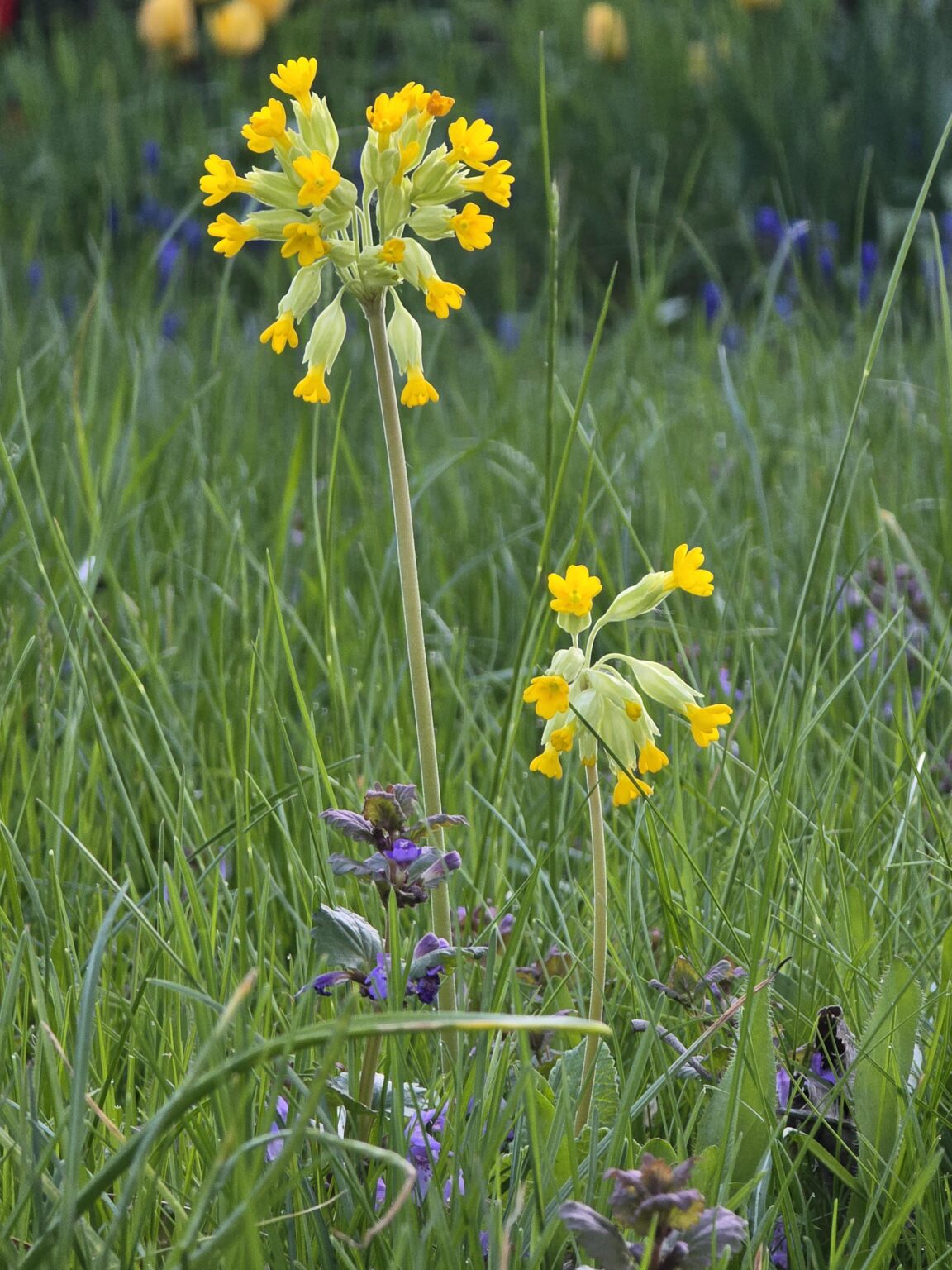Schlüsselblumen blühen wieder