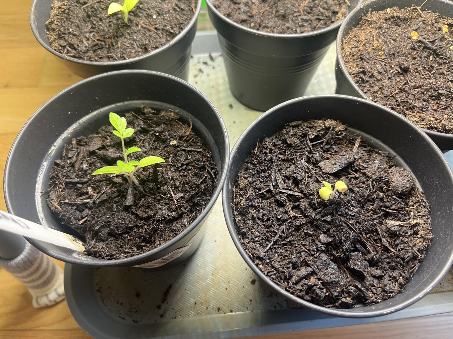Tomaten Anzucht bei niederiger Luftfeuchtigkeit Tomaten Anzucht bei niederiger Luftfeuchtigkeit