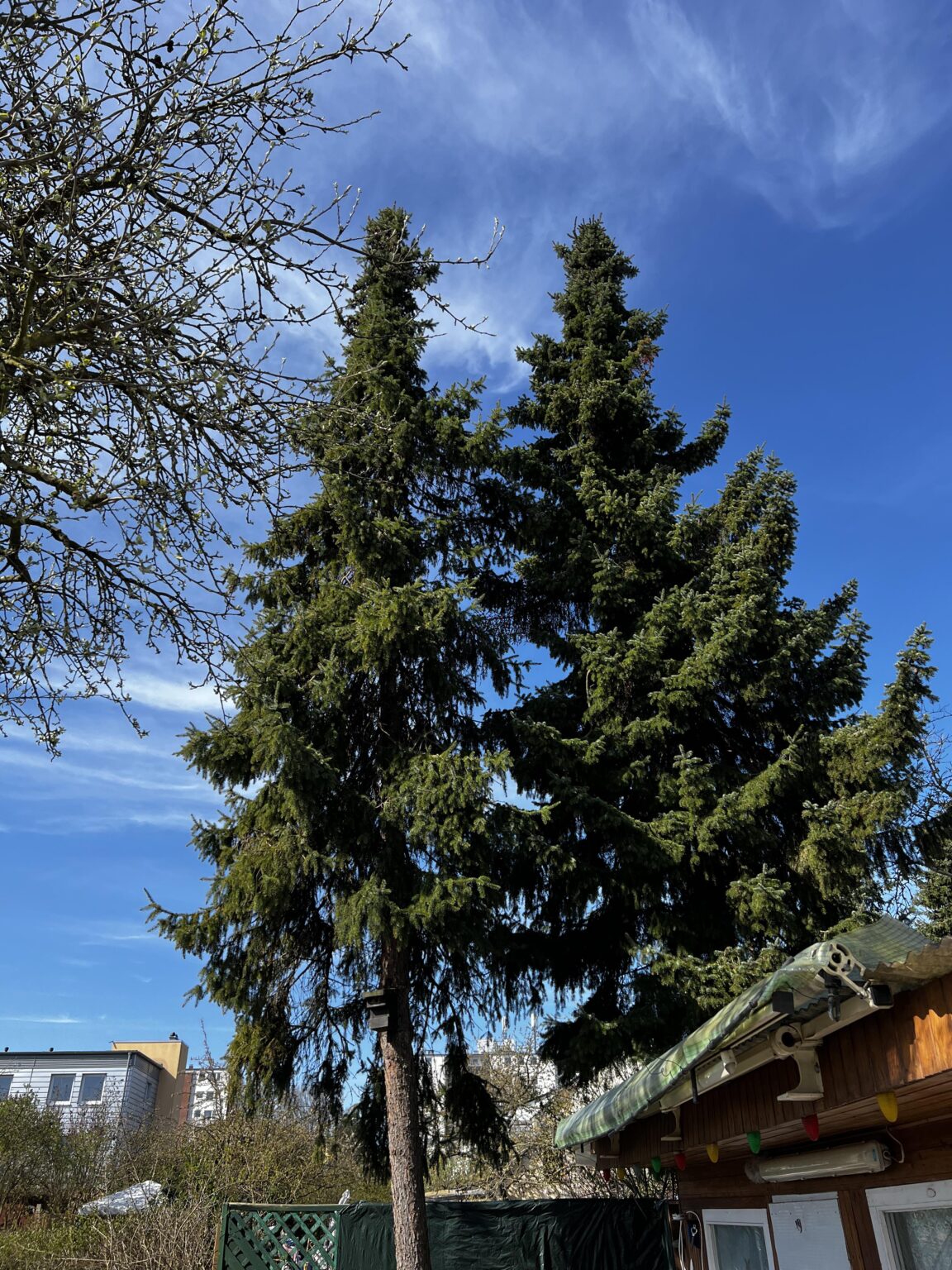 Als Laie einen Baum fällen Als Laie einen Baum fällen