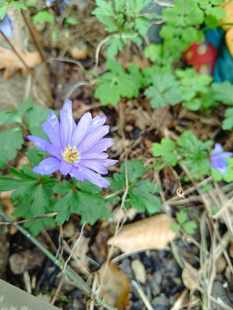 Überall Farbe im Frühjahr