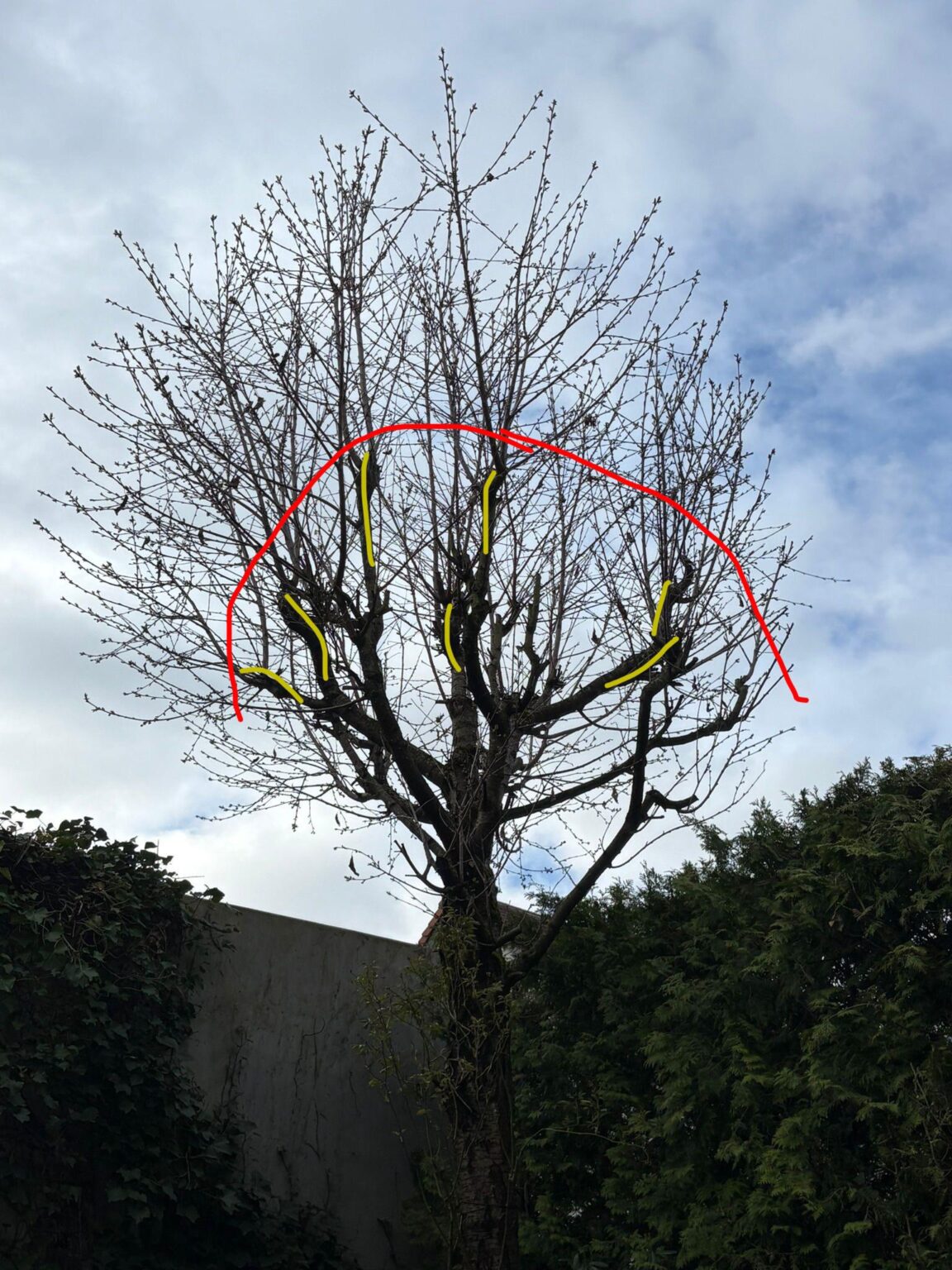Wie stark kann man hier zurückschneiden? Wie stark kann man hier zurückschneiden?