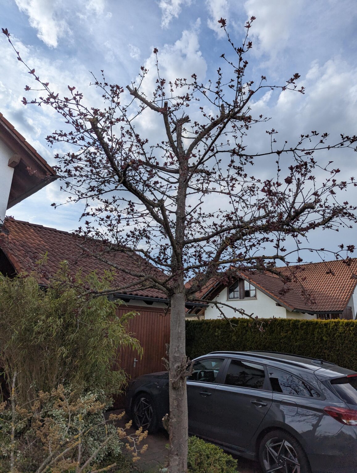 Baum verschnitten vom Gärtner? Baum verschnitten vom Gärtner?