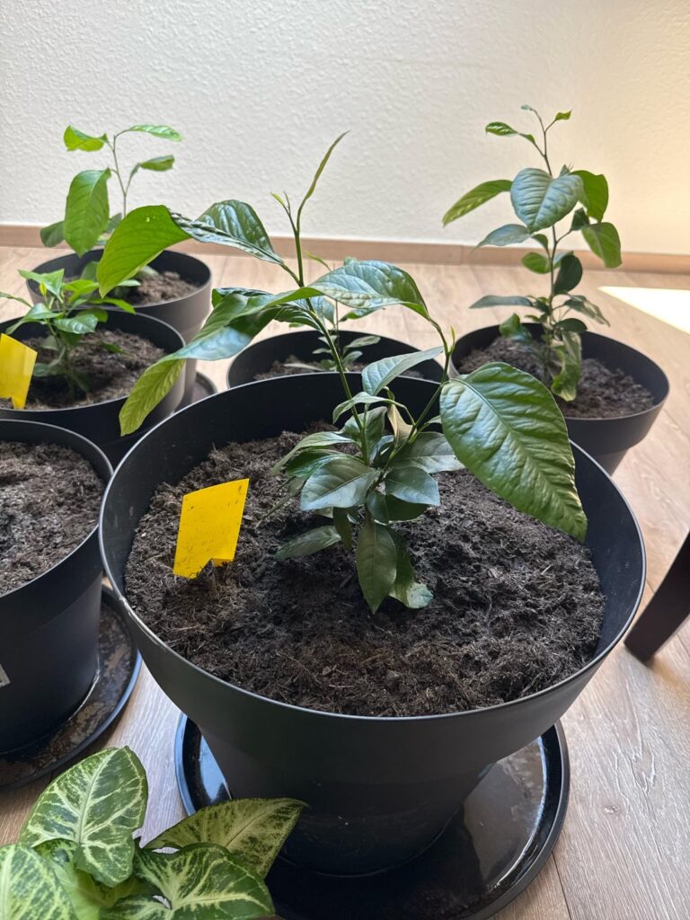Selbst gezogene Zitronenbäume