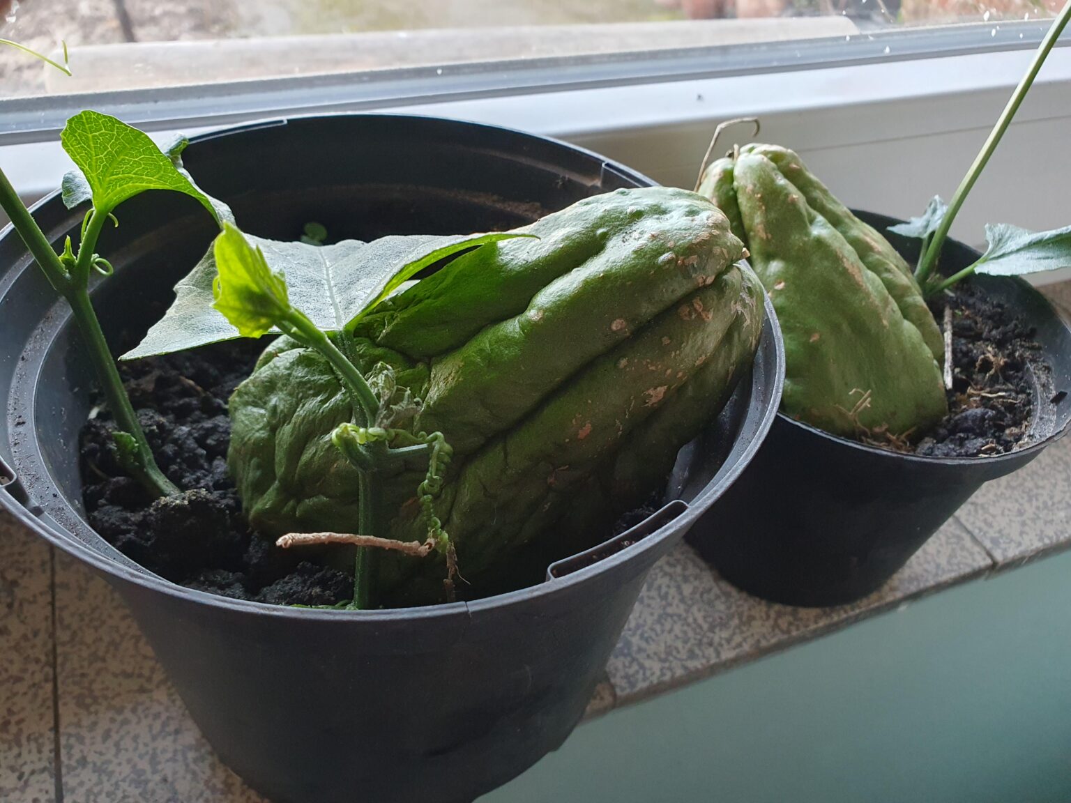 Ich habe Chayoten geschenkt bekommen. Ideen woran ich die hoch ranken lassen kann im Garten? Anbautipps?