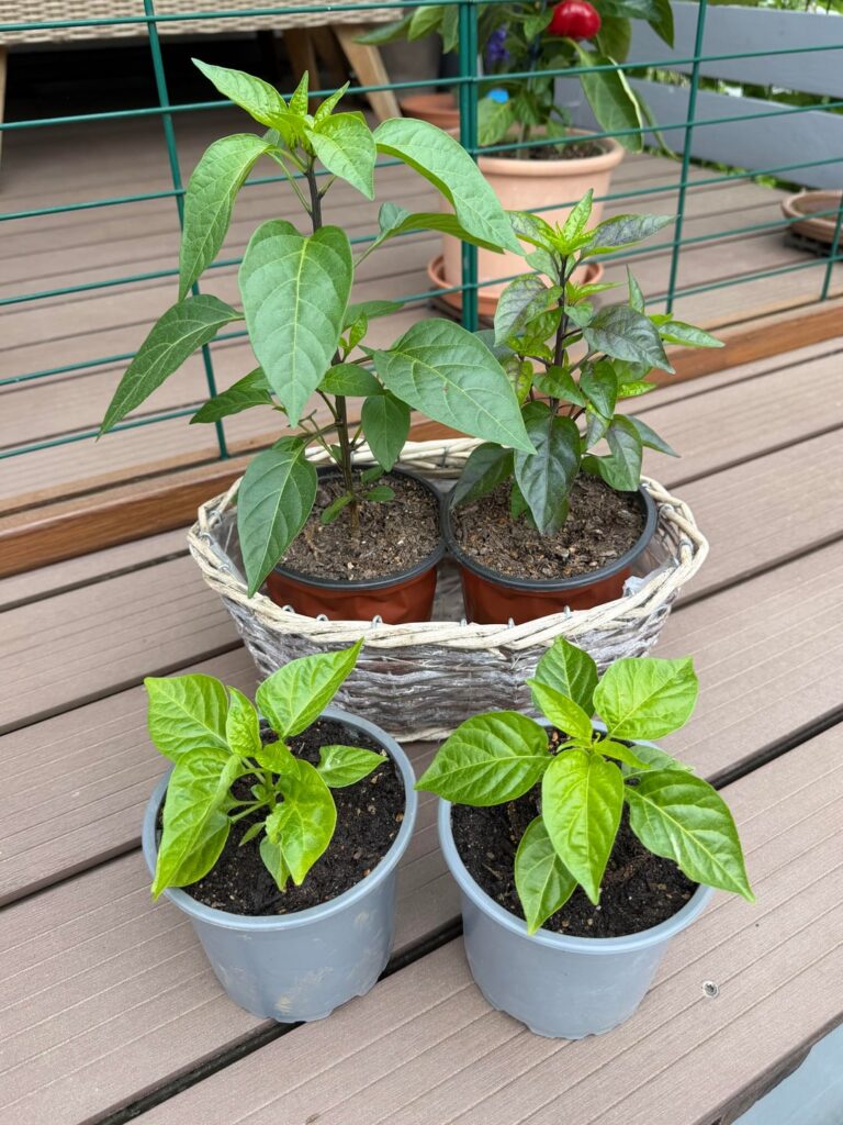 Chili vs Habanero