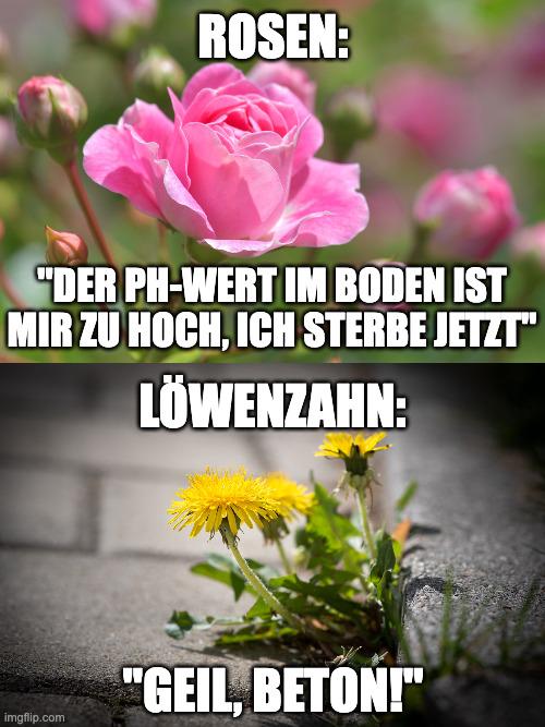 Warum kann nicht jede Pflanze wie Löwenzahn sein? 🥲 😂