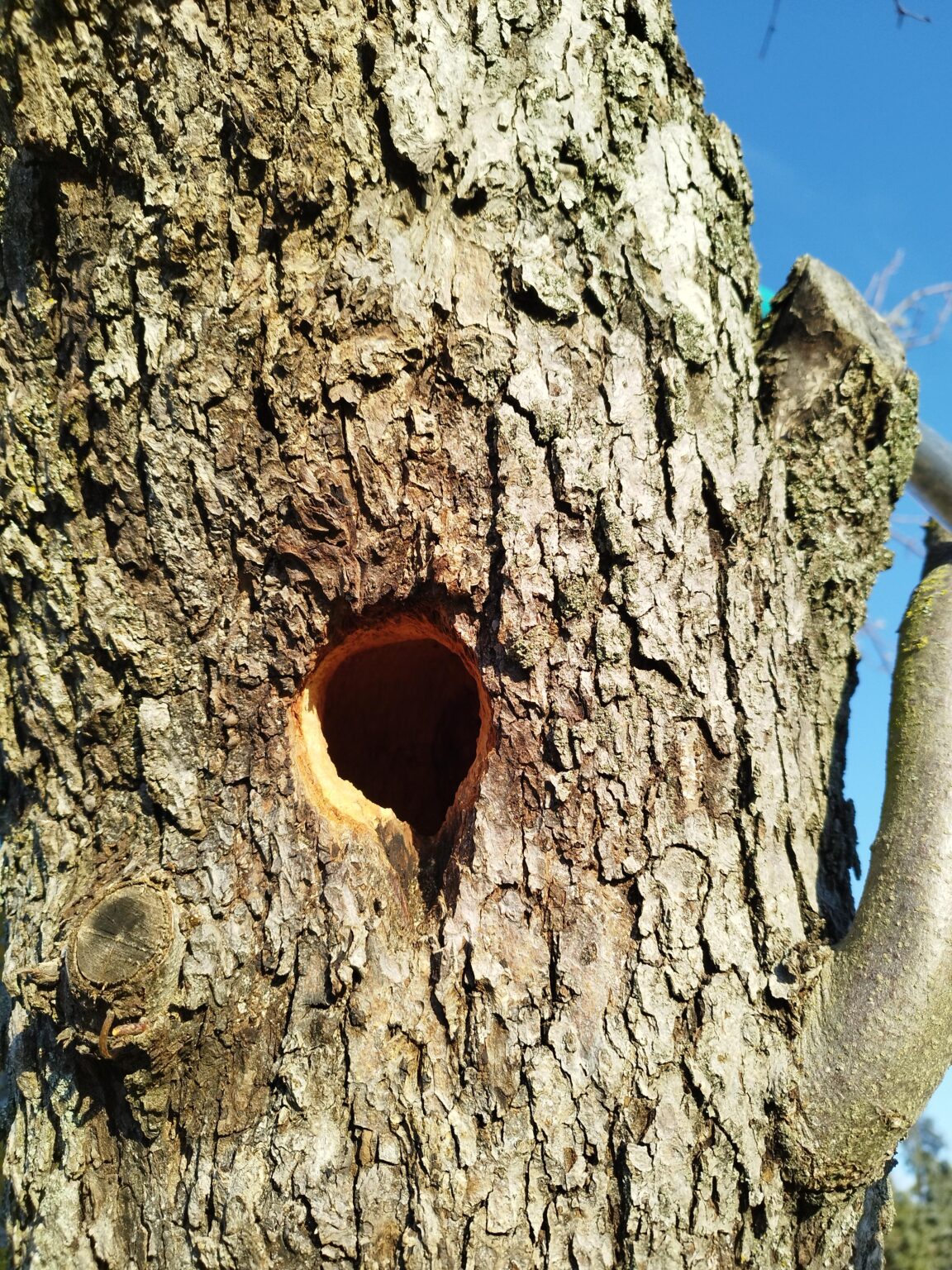 Welcher Vogel hat sich in meinem Apfelbaum eingenistet? Welcher Vogel hat sich in meinem Apfelbaum eingenistet?
