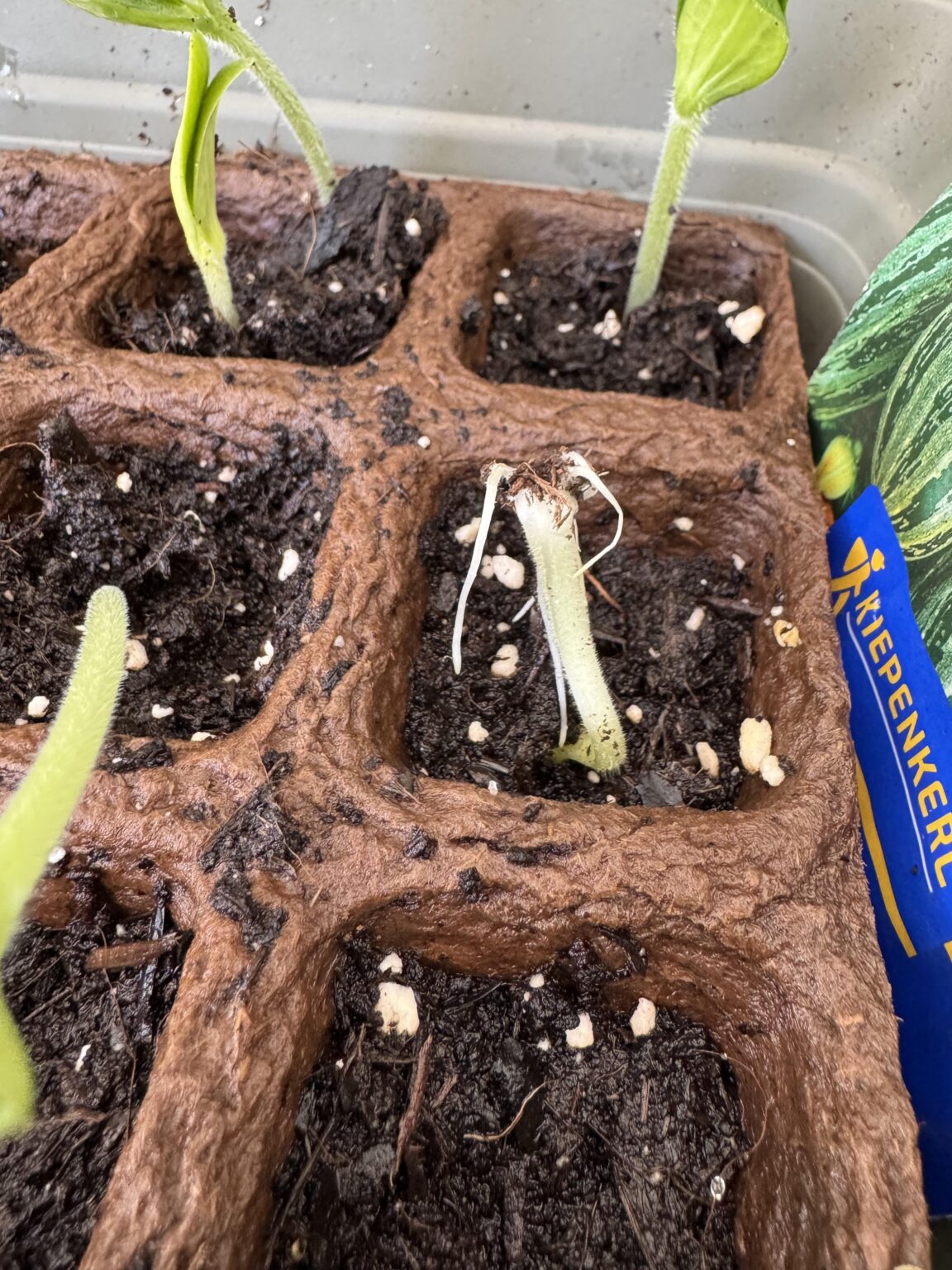 Wenn die Zucchini mit dem falschen Ende keimt 😂