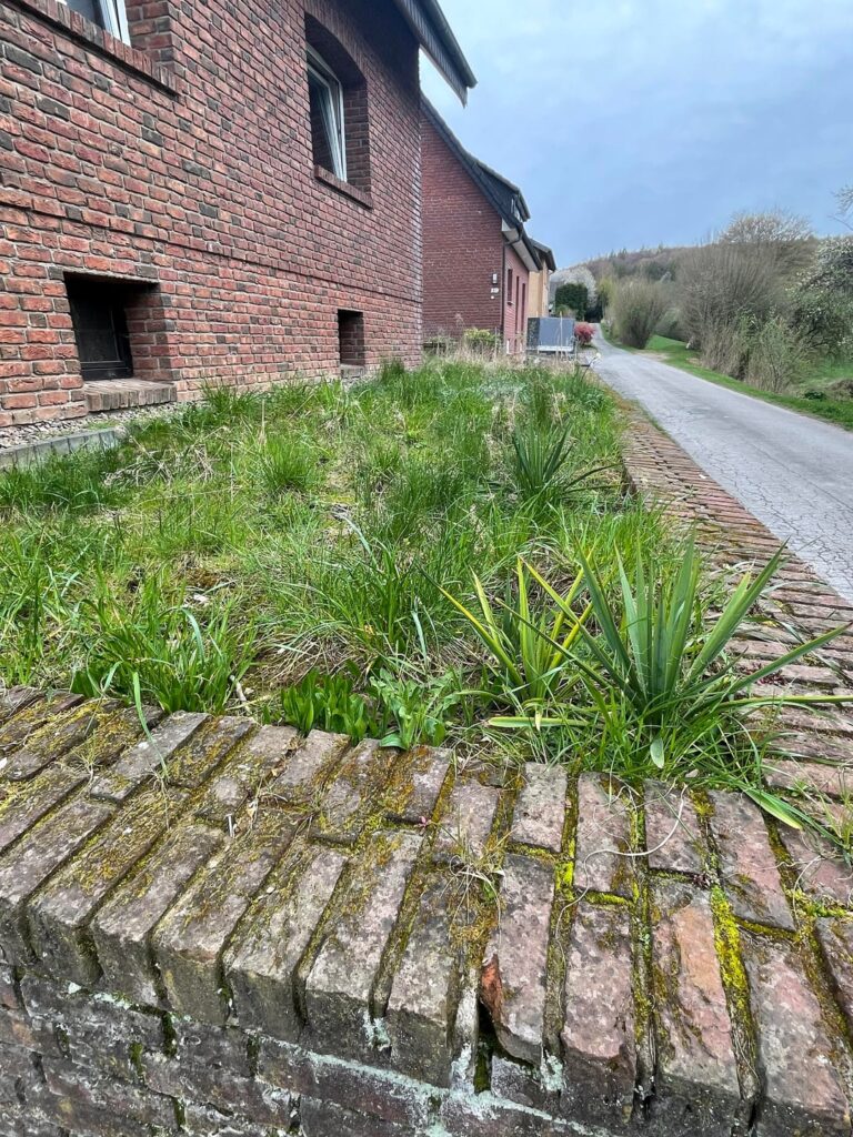 Wildblumensammlung im Vorgarten Wildblumensammlung im Vorgarten
