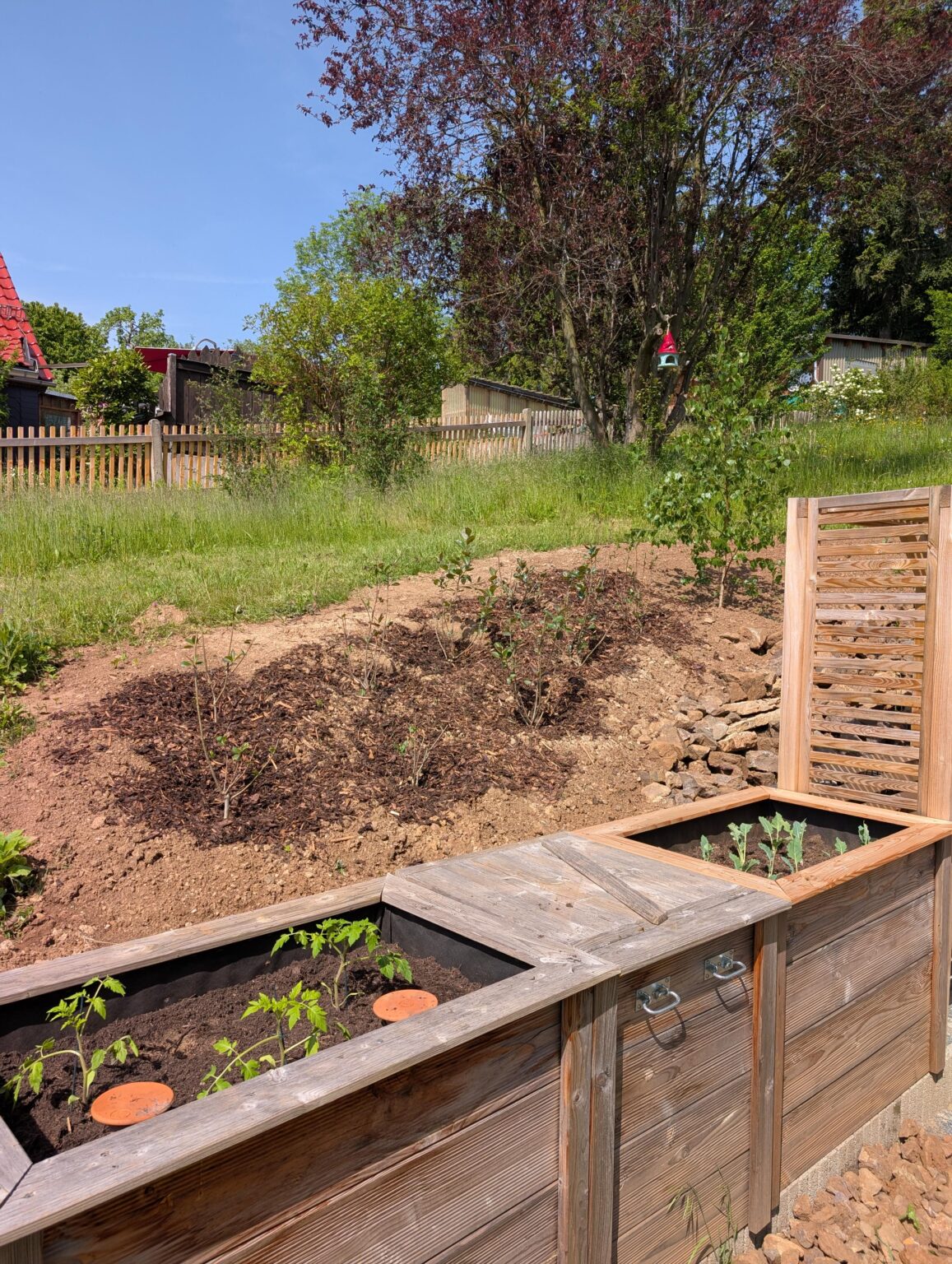 Die Spiele sind eröffnet: Tomaten/Kohlrabi vs. Schnecken