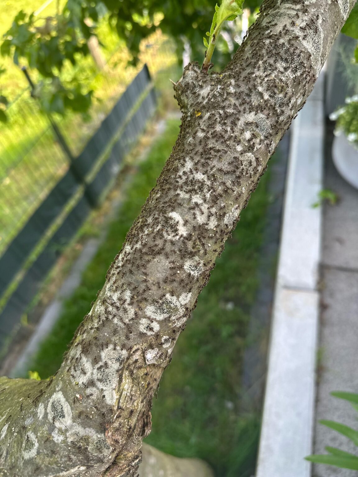 Apfelbaum hat Ameisenbefall