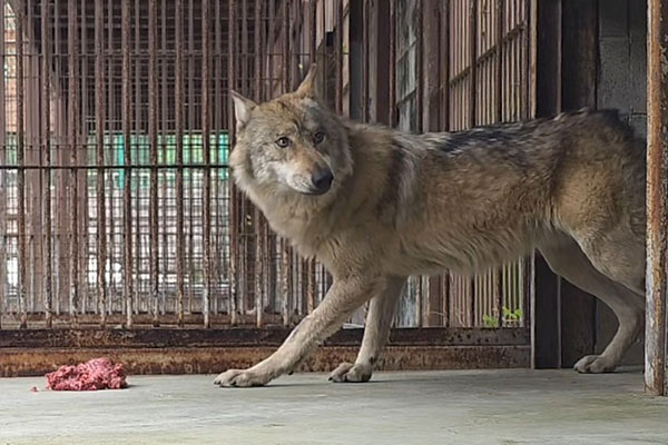 Regierung gründet öffentliches Zoo-Beratungsgremium nach Wolfsflucht-Vorfall