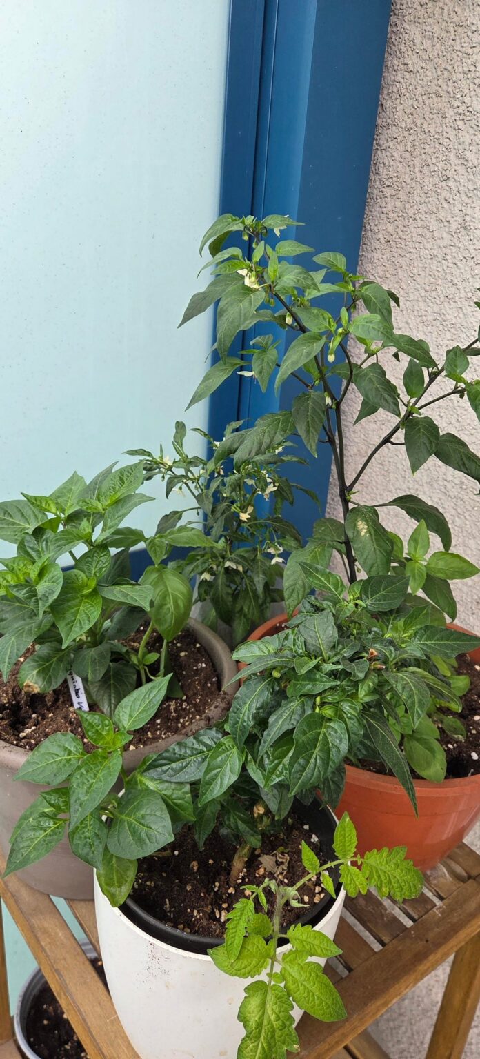 Nachts 5-6°C nach dem Auspflanzen – wie kritisch ist das für Chilis wirklich? Nachts 5-6°C nach dem Auspflanzen - wie kritisch ist das für Chilis wirklich?