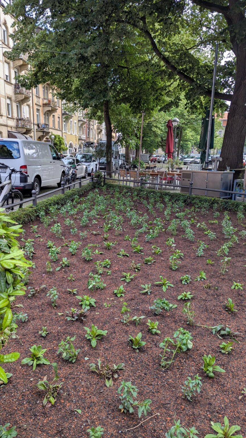 Stadtbegrünung- wie läuft so etwas Jahr für Jahr ab? Stadtbegrünung- wie läuft so etwas Jahr für Jahr ab?