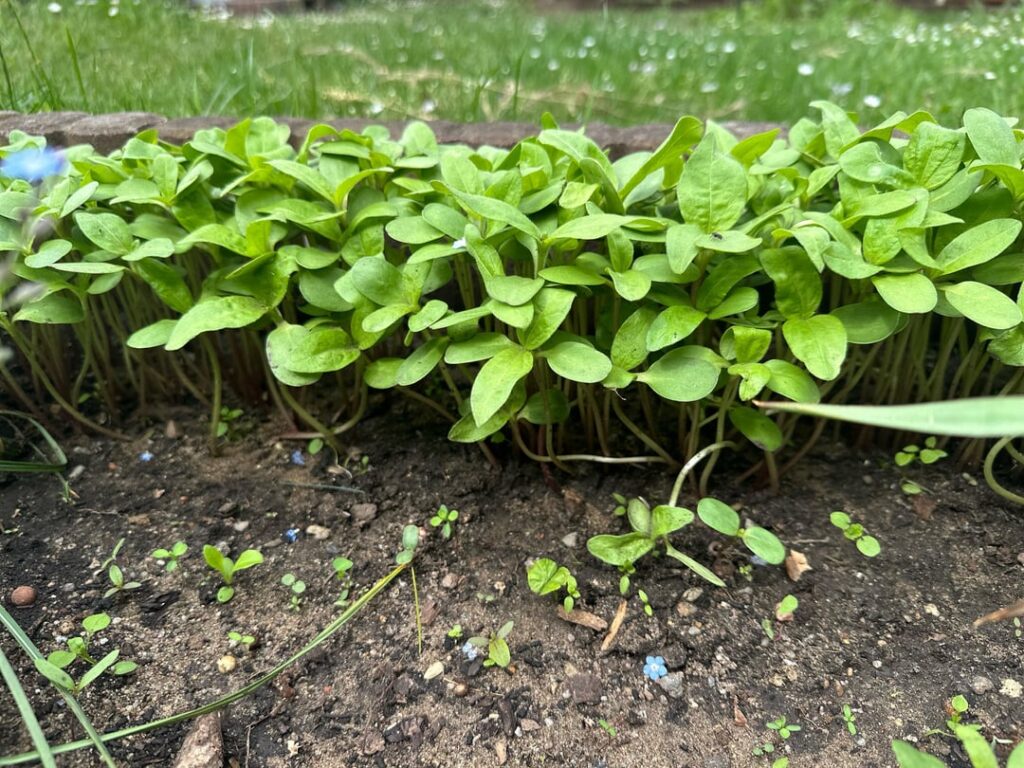 Sonnenblumenabstand