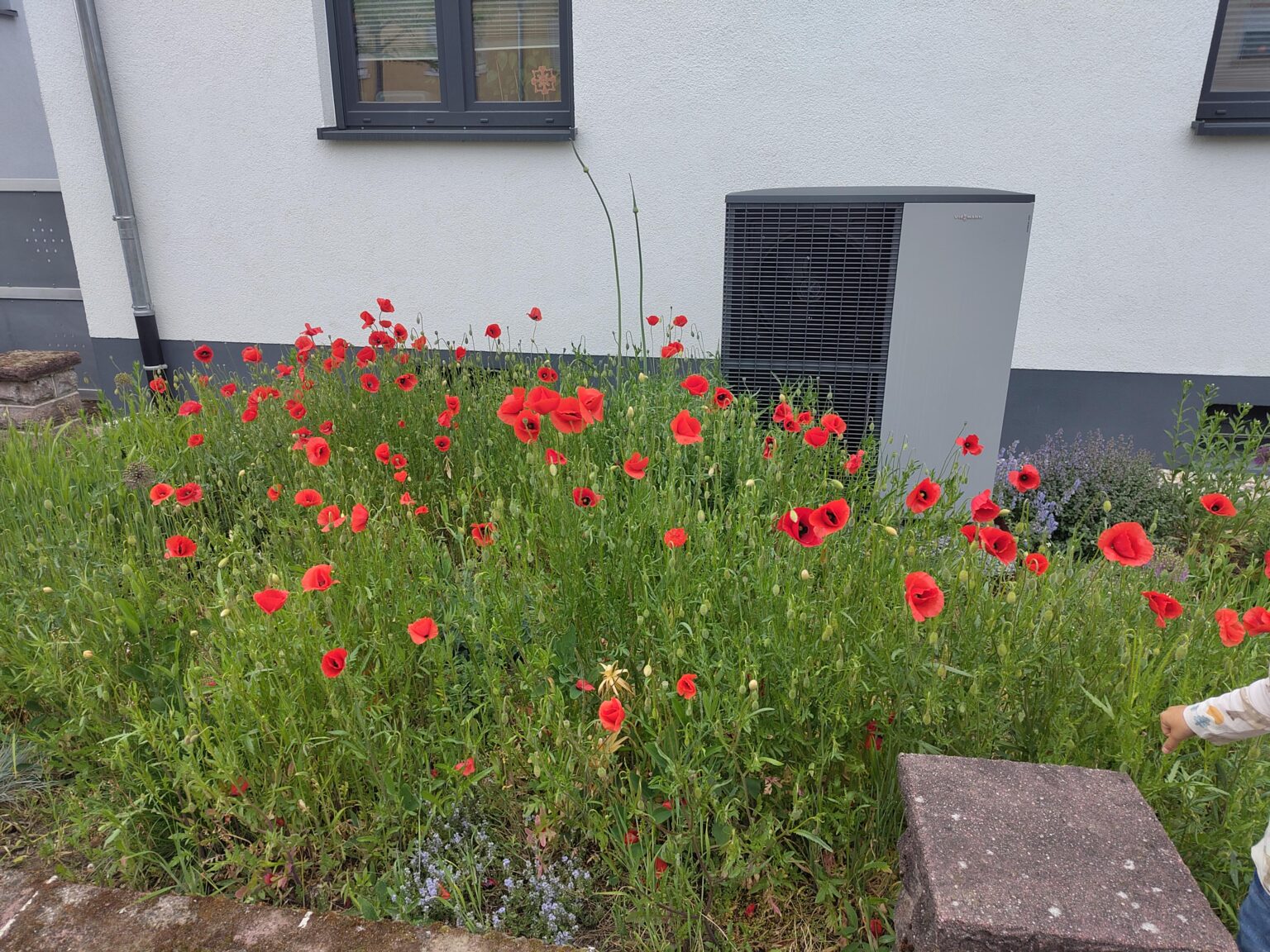 Vorgarten Mohnfeld