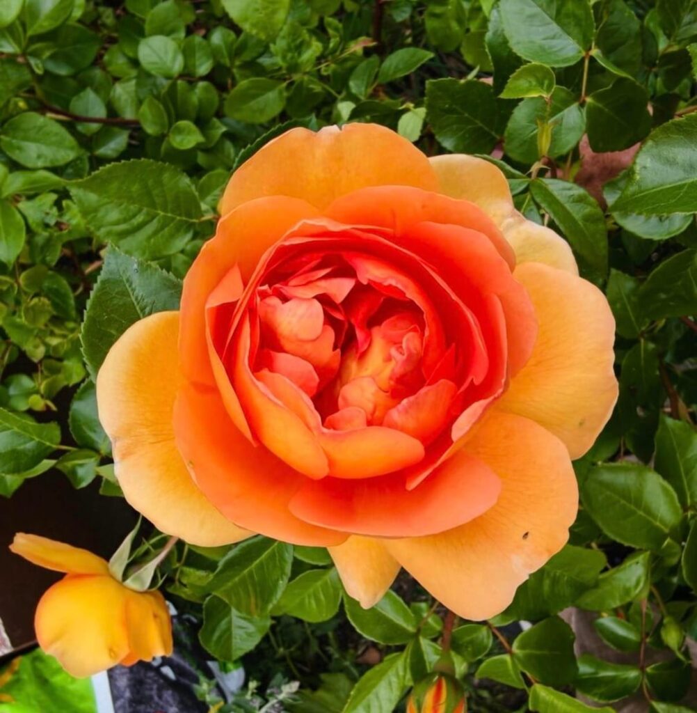 Endlich Rosen :)