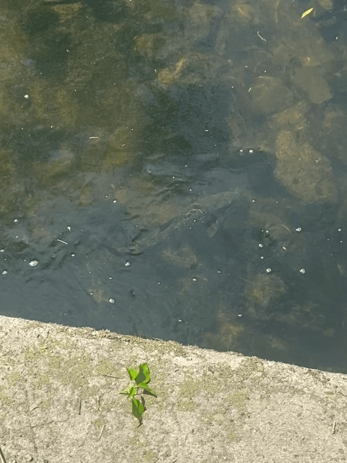 Tolka River – Drumcondra, Big Boi heute