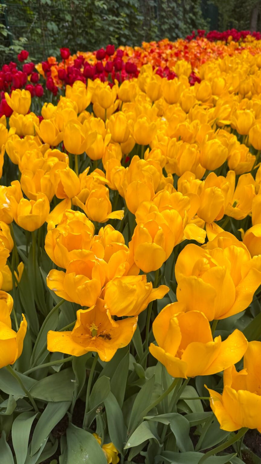Immer noch Tulpen