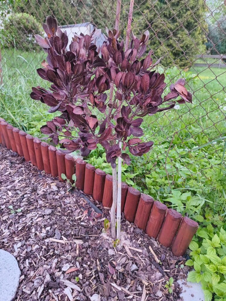 Erdbeerbaum erfroren