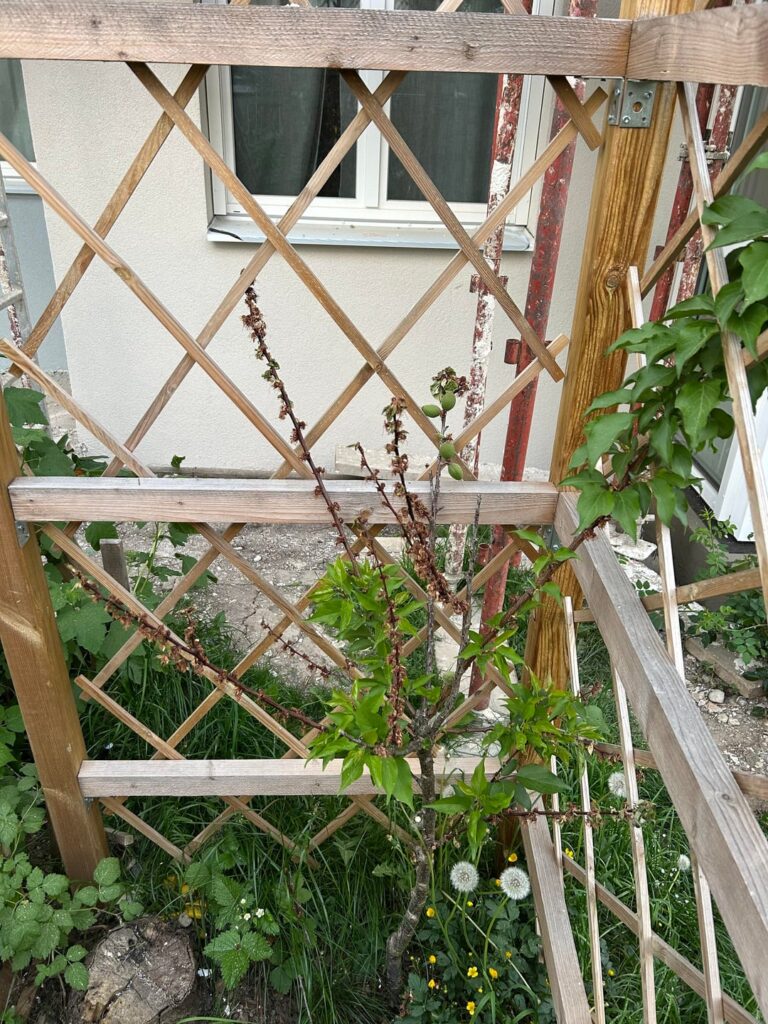 was fehlt meinem marillenbaum? pilz? spitzendürre?