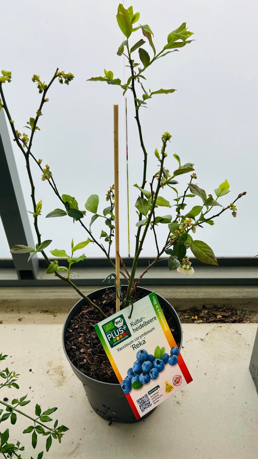 Blaubeeren jetzt noch umtopfen? Blaubeeren jetzt noch umtopfen?