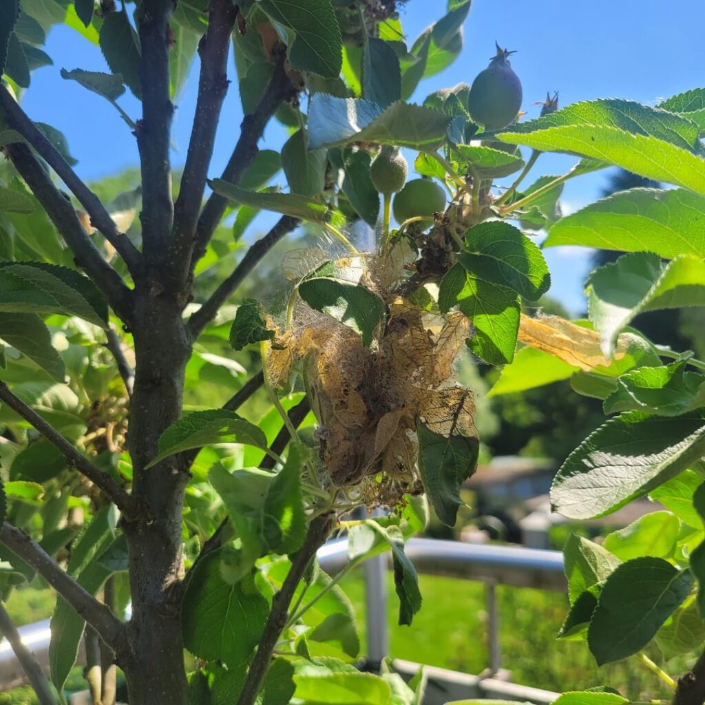 Was Macht sich in meinem Apfelbäumchen breit?