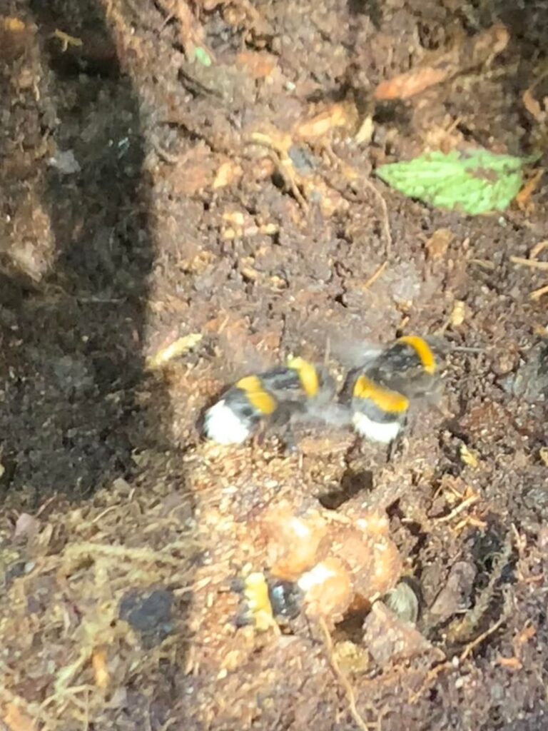 Erdhummel in Kompost. Was nun? Erdhummel in Kompost. Was nun?