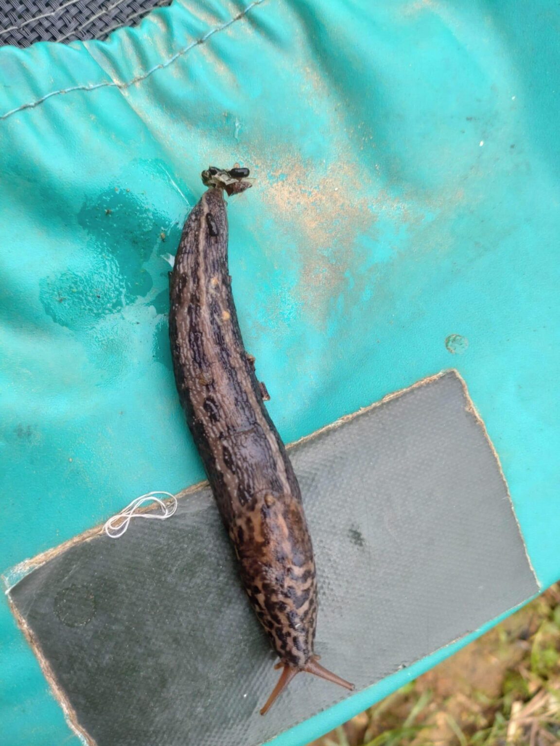Gute Schnecke oder böse Schnecke