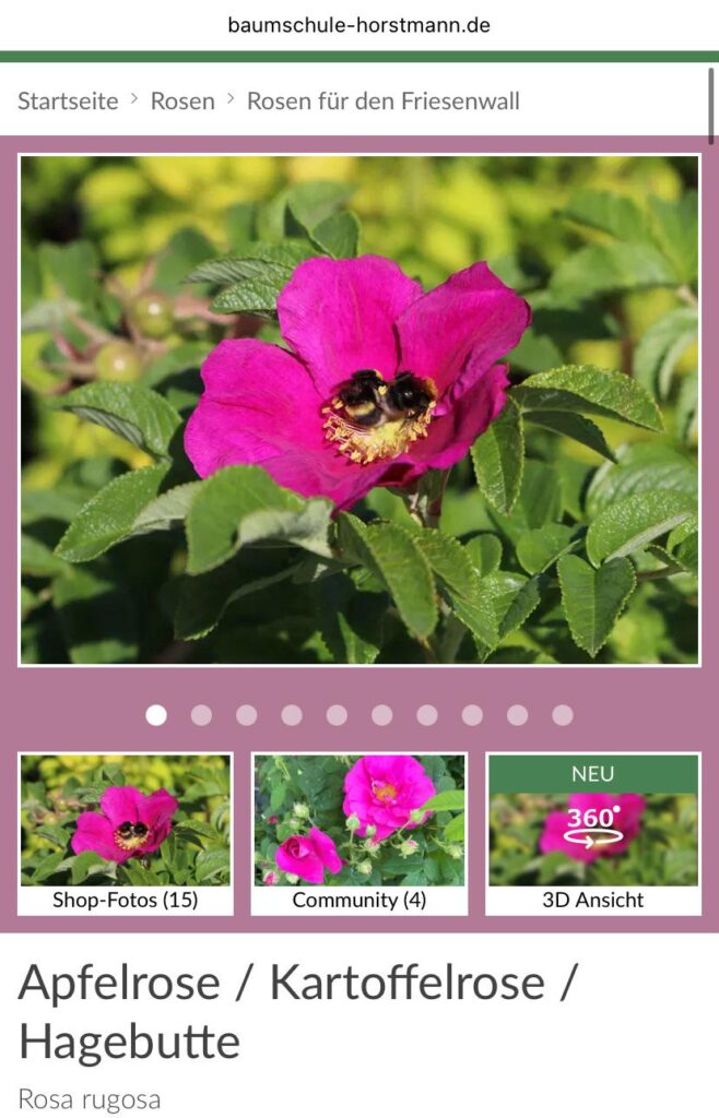 Verwechslungsgefahr: Rosa rugosa statt Rosa villosa