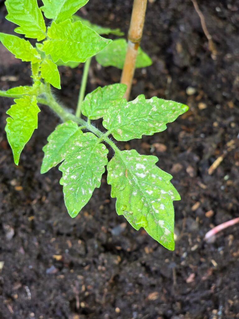 Helle Flecken auf Tomaten