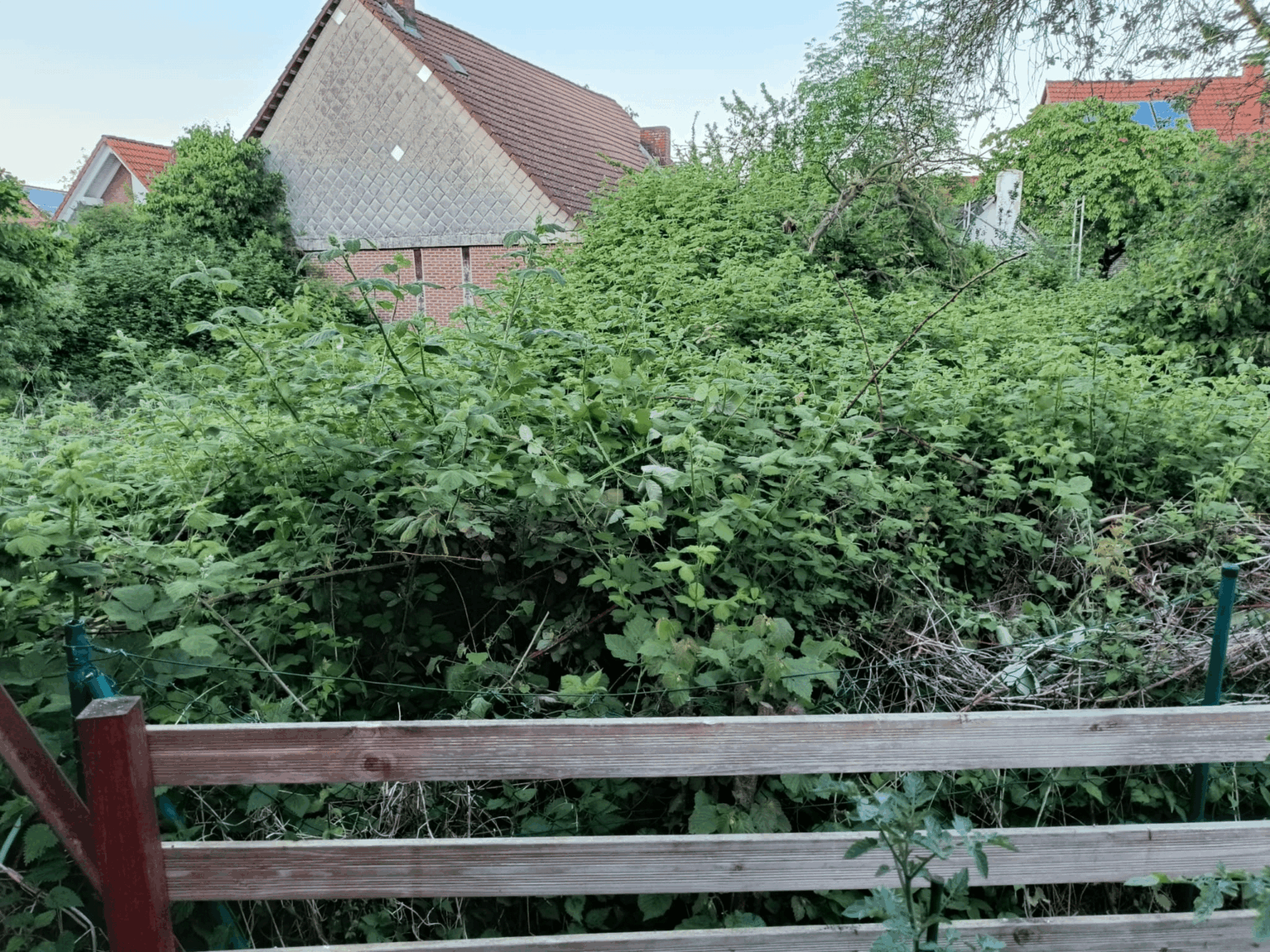 Herrliche Brombeeren im Nachbargarten