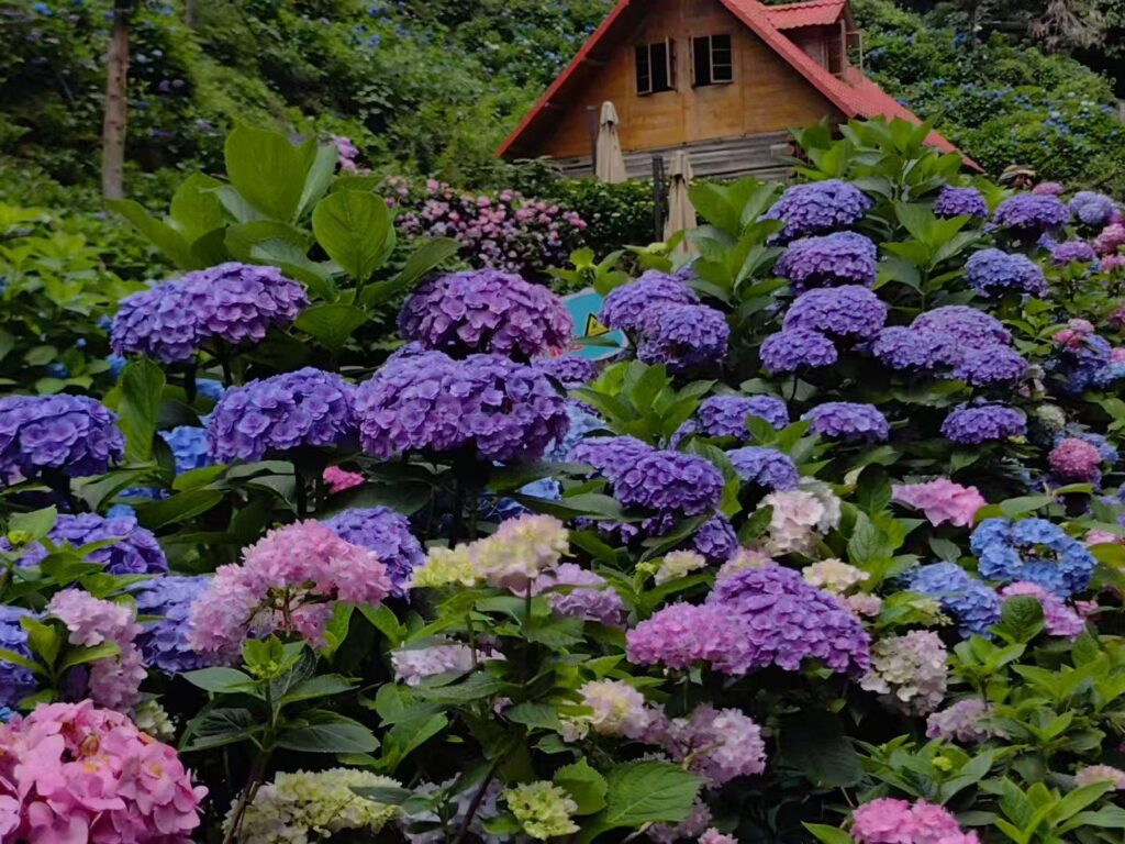 Ein wildes Blumenabenteuer