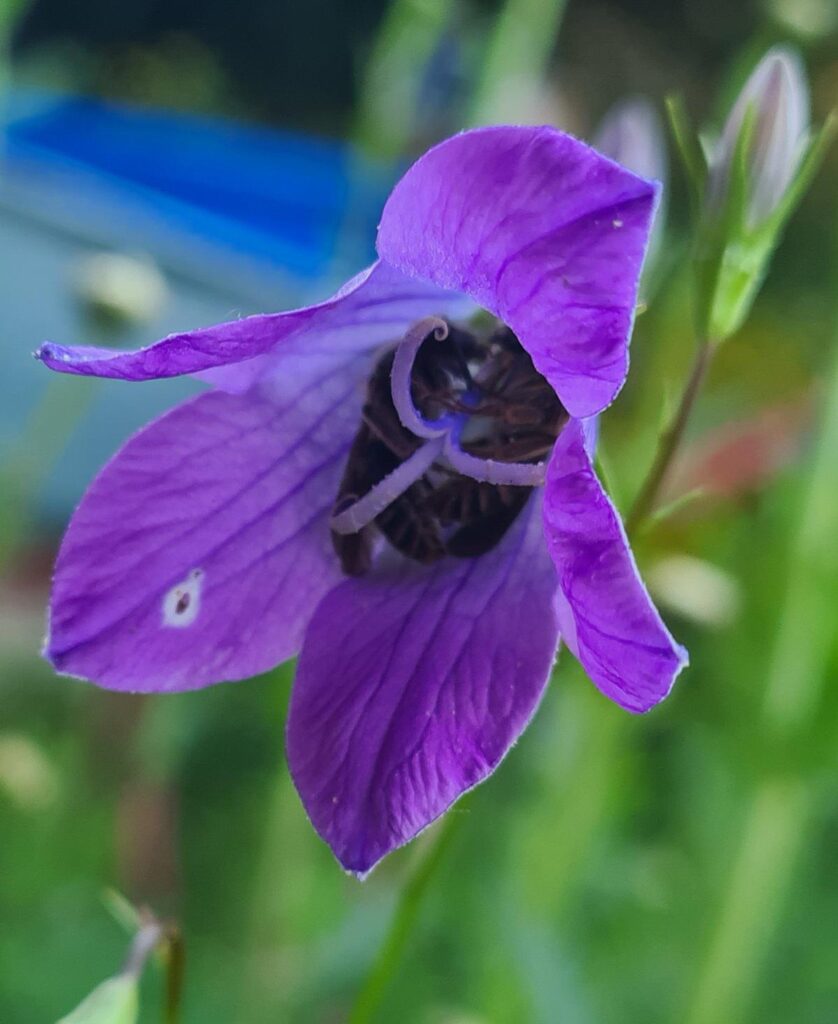 In Blütenkelchen schlafende Bienen In Blütenkelchen schlafende Bienen