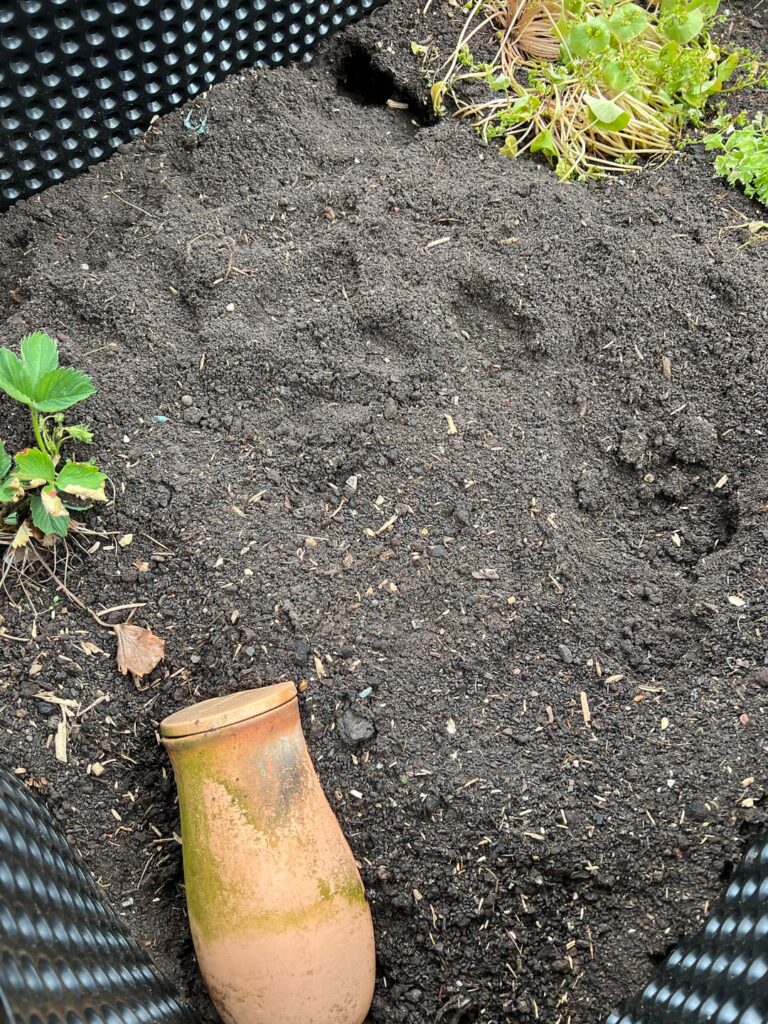 Wer plündert nachts mein Hochbeet?