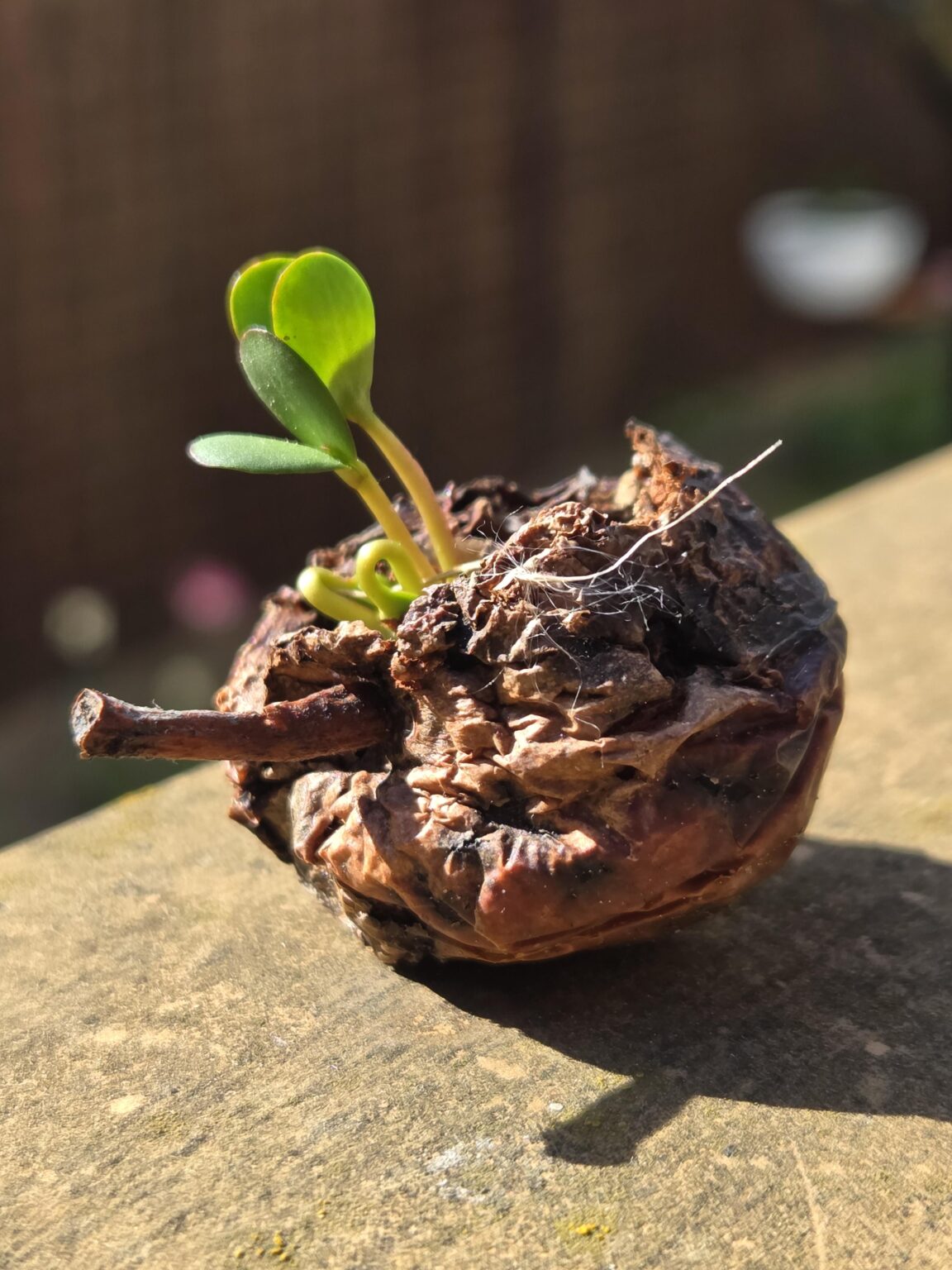 Apfelbaum