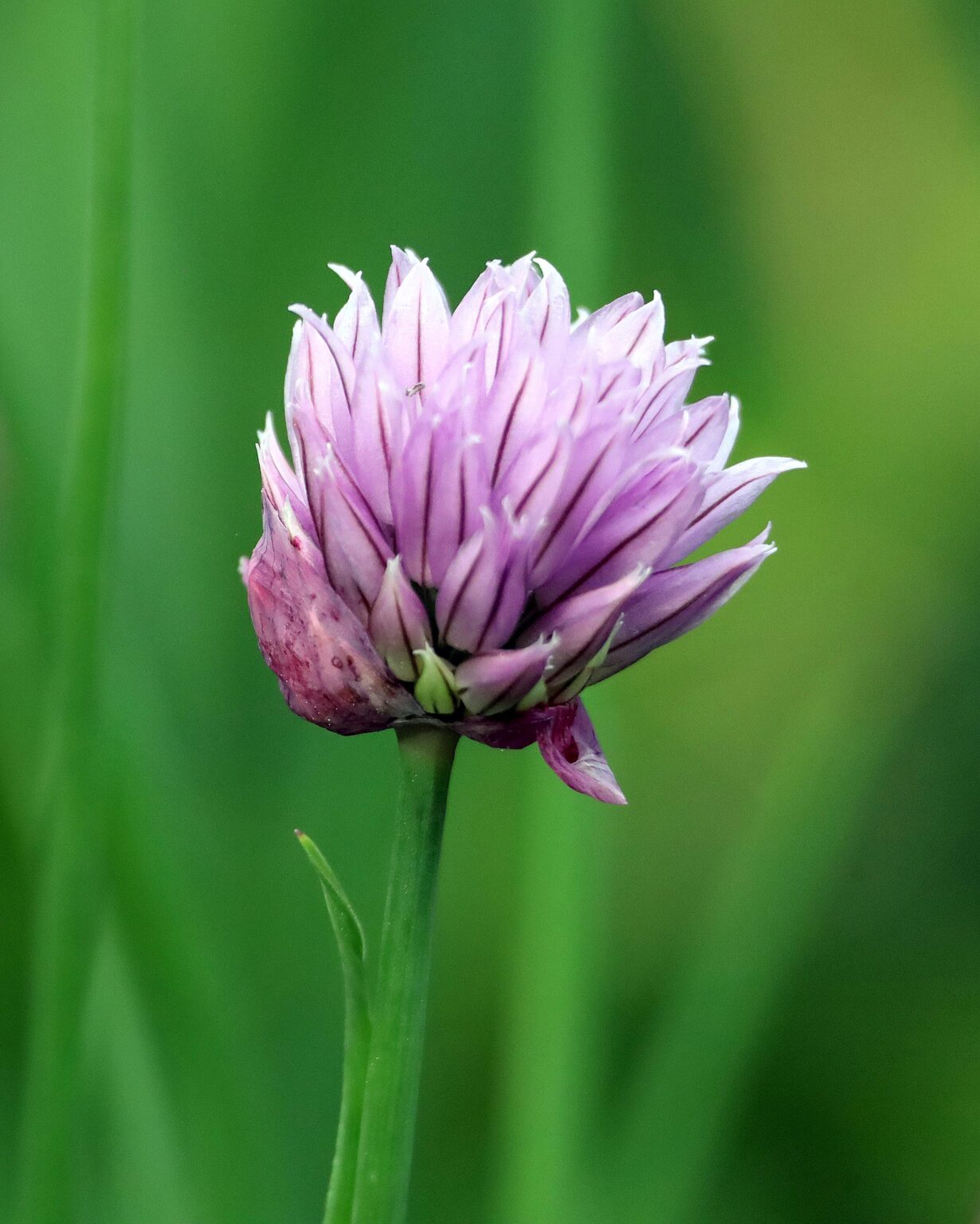 Schnittlauchblüte