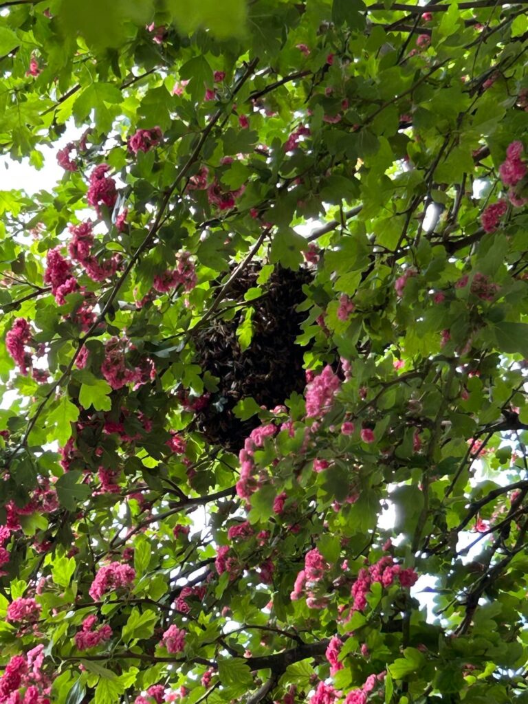 Seltenes Naturschauspiel vor unserer Haustür
