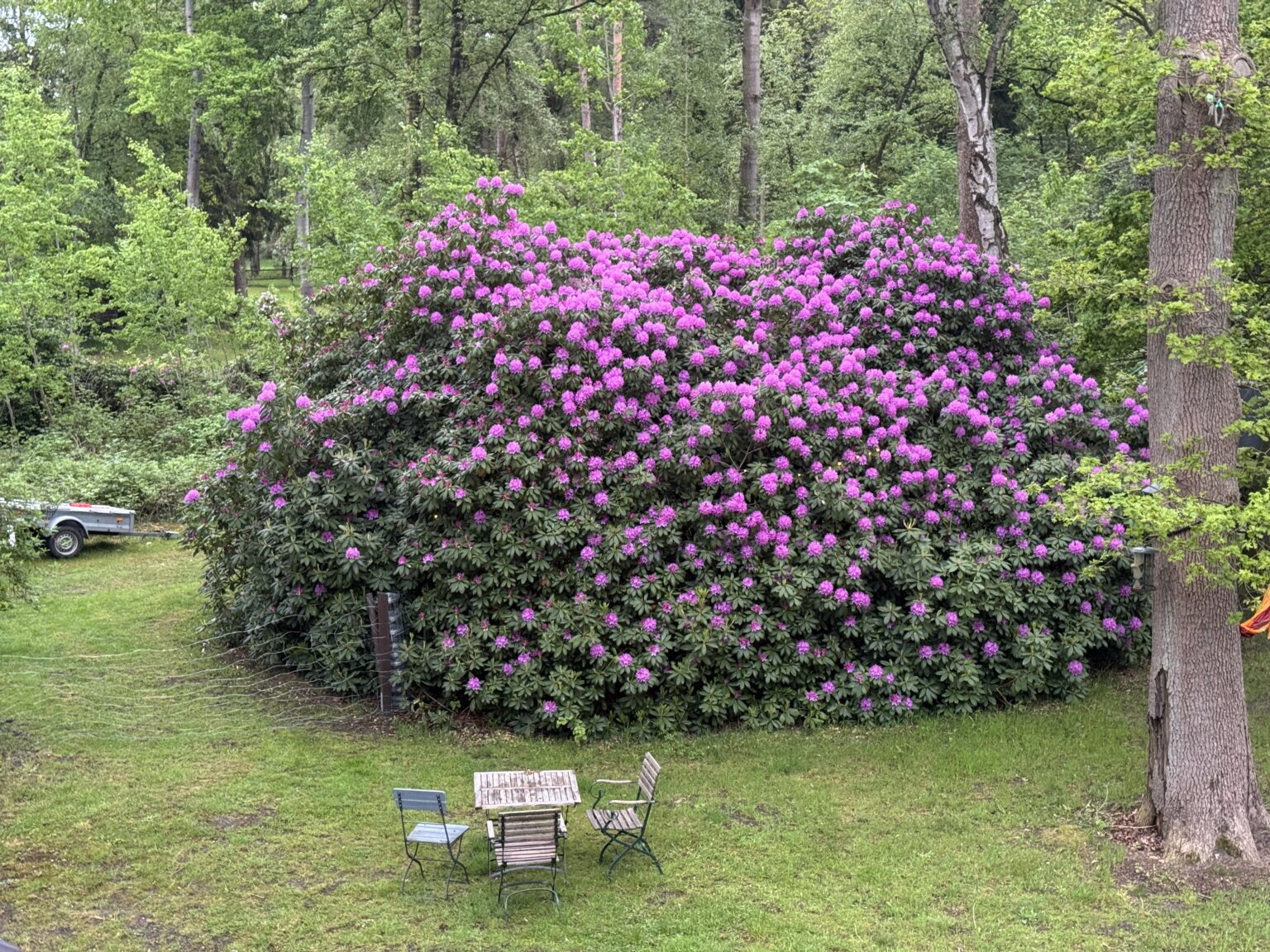Rhododendron Pflegen?