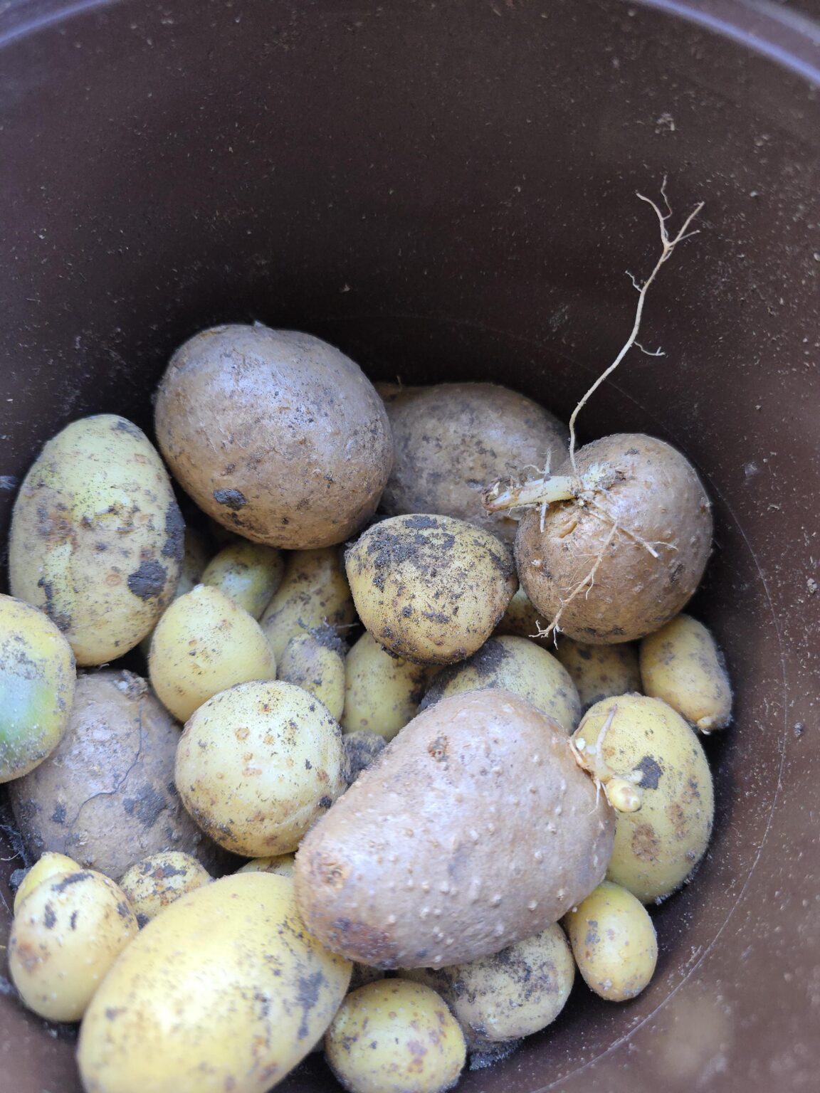 Verschiedenfarbige Kartoffeln