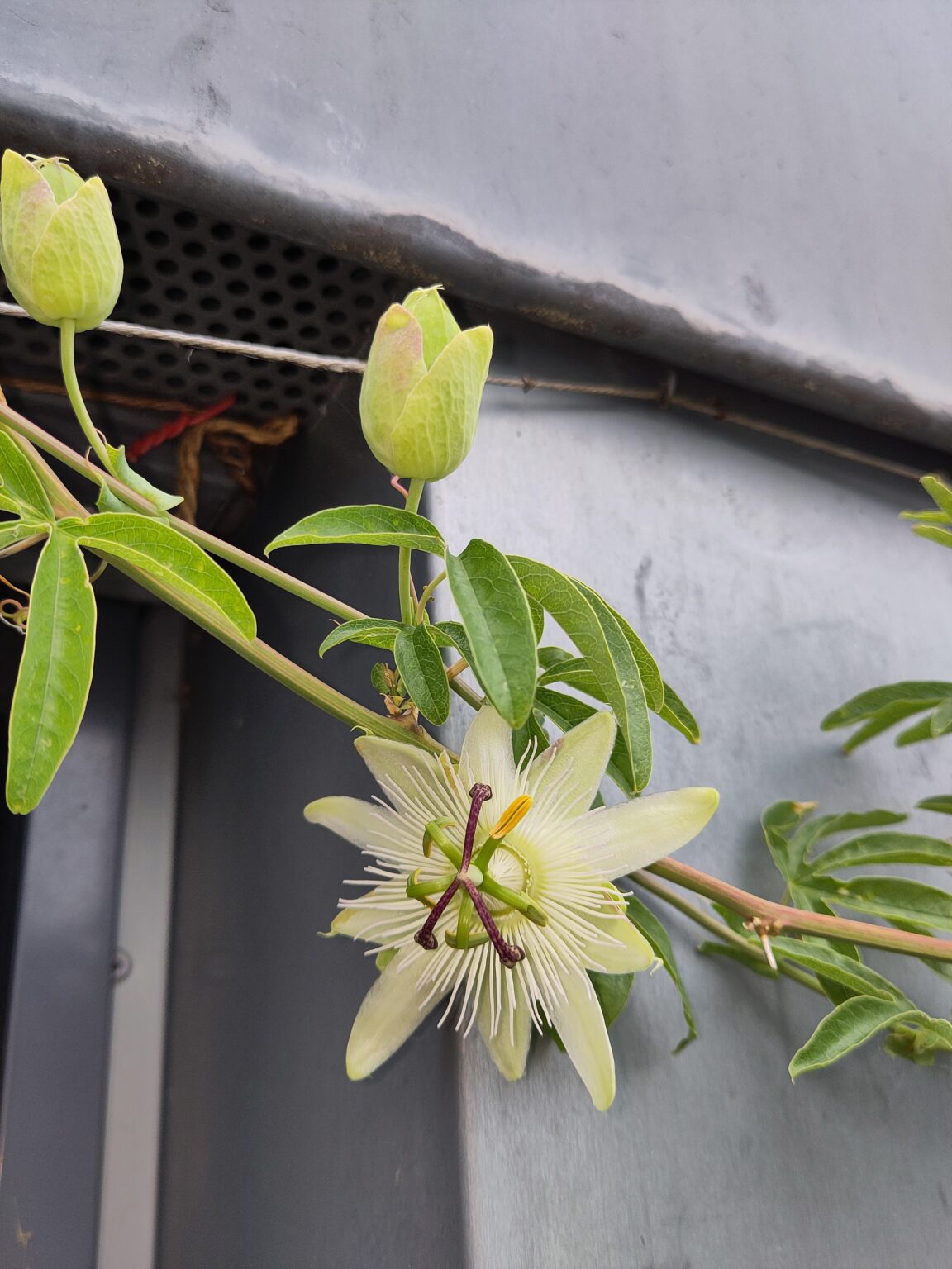 Meine erste Passionsblumenblüte diesen Sommer.