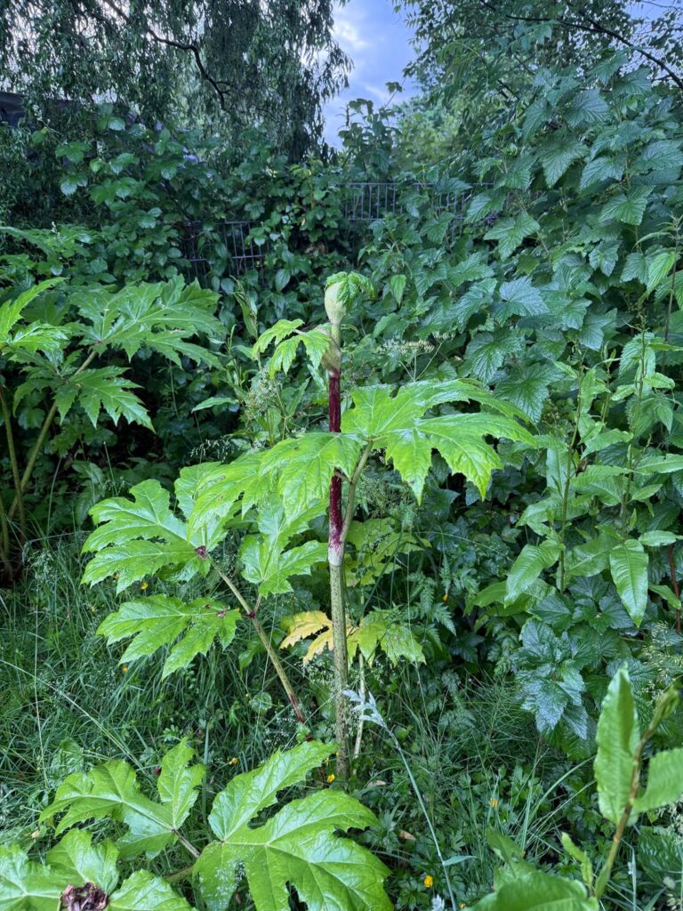 Was ist das für eine Riesenpflanze in meinem Garten?