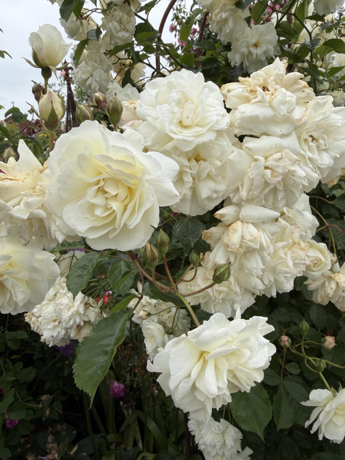 Weiße Rosen
